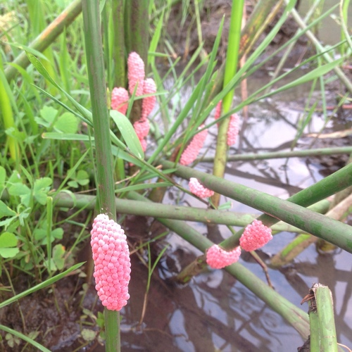 Channeled Apple Snail