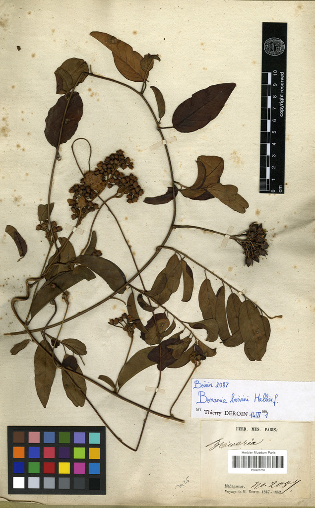 Bonamia boivinii