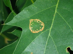Phyllonorycter aeriferella