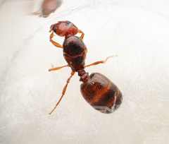 Pheidole xerophila