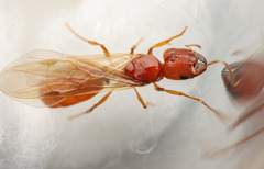 Pheidole spadonia