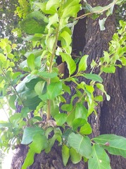 Diospyros rhodocalyx