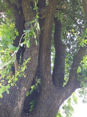 Diospyros rhodocalyx