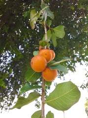 Diospyros rhodocalyx
