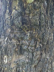 Diospyros rhodocalyx