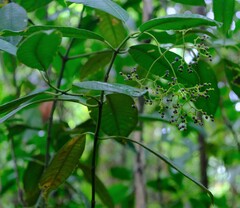 Palicourea solitudinum