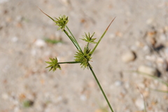 Cyperus grayi