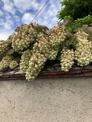 Hydrangea quercifolia