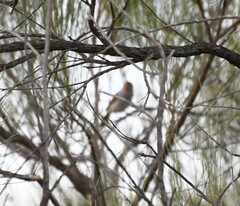 Pyrrholaemus brunneus