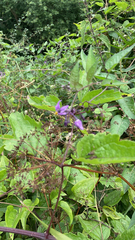 Solanum dulcamara