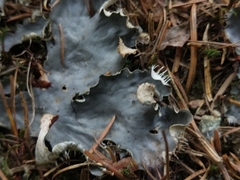 Peltigera degenii