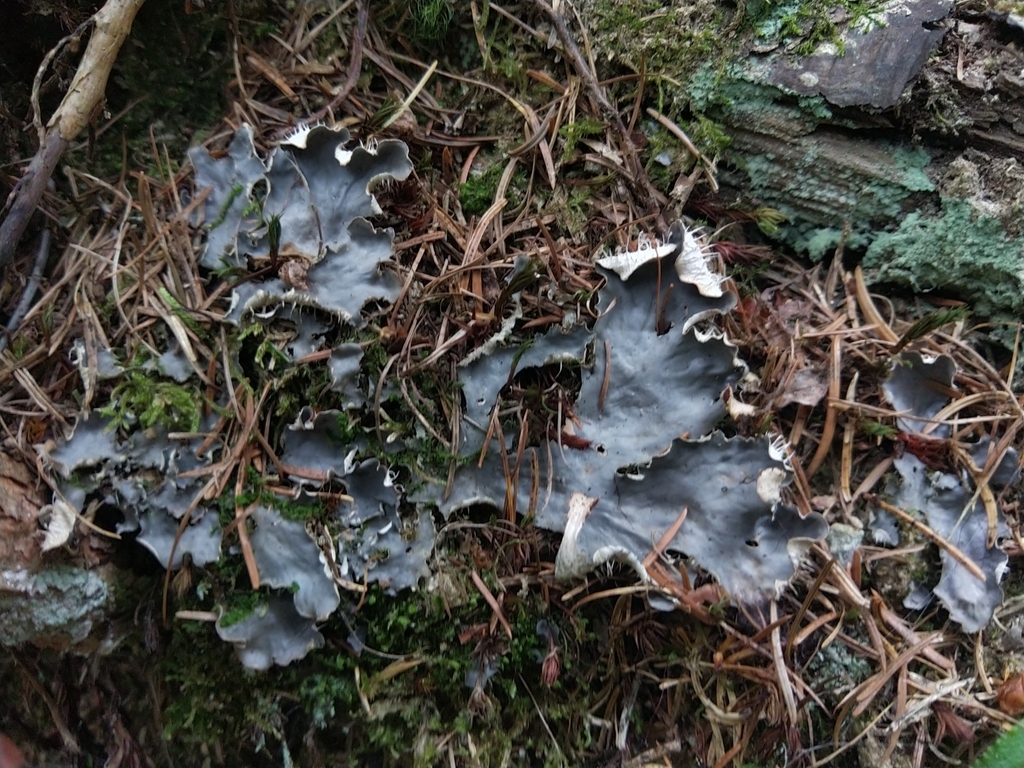 Frog pelt lichen