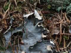 Peltigera degenii