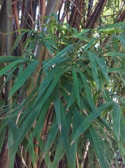 Guadua angustifolia