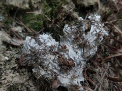 Peltigera degenii