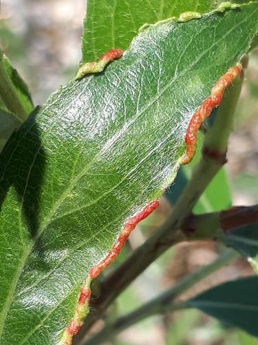 Aculus magnirostris