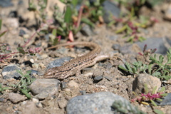 Eremias multiocellata