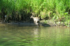 Moschus moschiferus