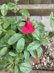 Salvia coccinea