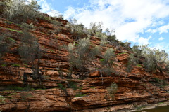Casuarina obesa