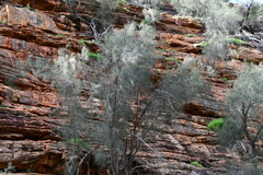 Casuarina obesa