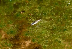 Limnogonus fossarum gilguy