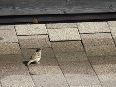 Passer montanus