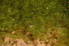 Limnogonus fossarum gilguy