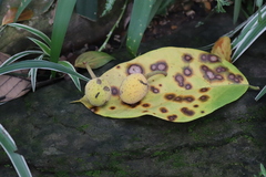 Artocarpus nanchuanensis