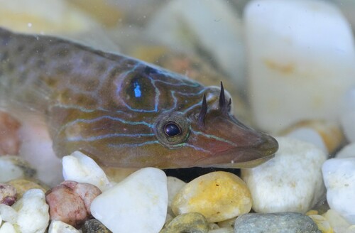Shore clingfish (Lepadogaster lepadogaster) — Gobiesocidae — 4