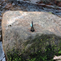 Platycypha amboniensis