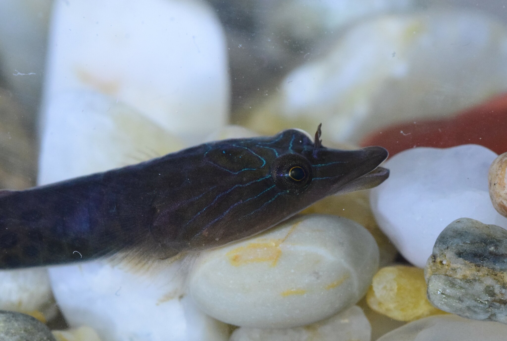 Lepadogaster lepadogaster (Bonnaterre, 1788)