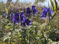 Aconitum delphiniifolium