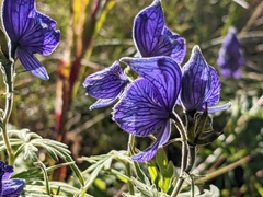 Aconitum delphiniifolium