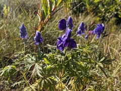 Aconitum delphiniifolium