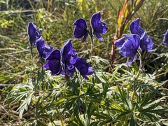 Aconitum delphiniifolium
