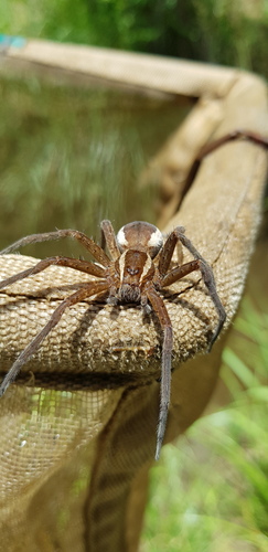 Massaja Nilus Fish-Eating Spider - Spider Species