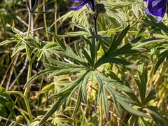 Aconitum delphiniifolium