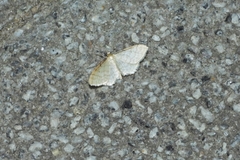 Idaea humiliata