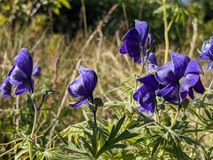 Aconitum delphiniifolium