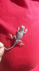 Phrynocephalus versicolor