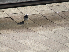 Motacilla alba