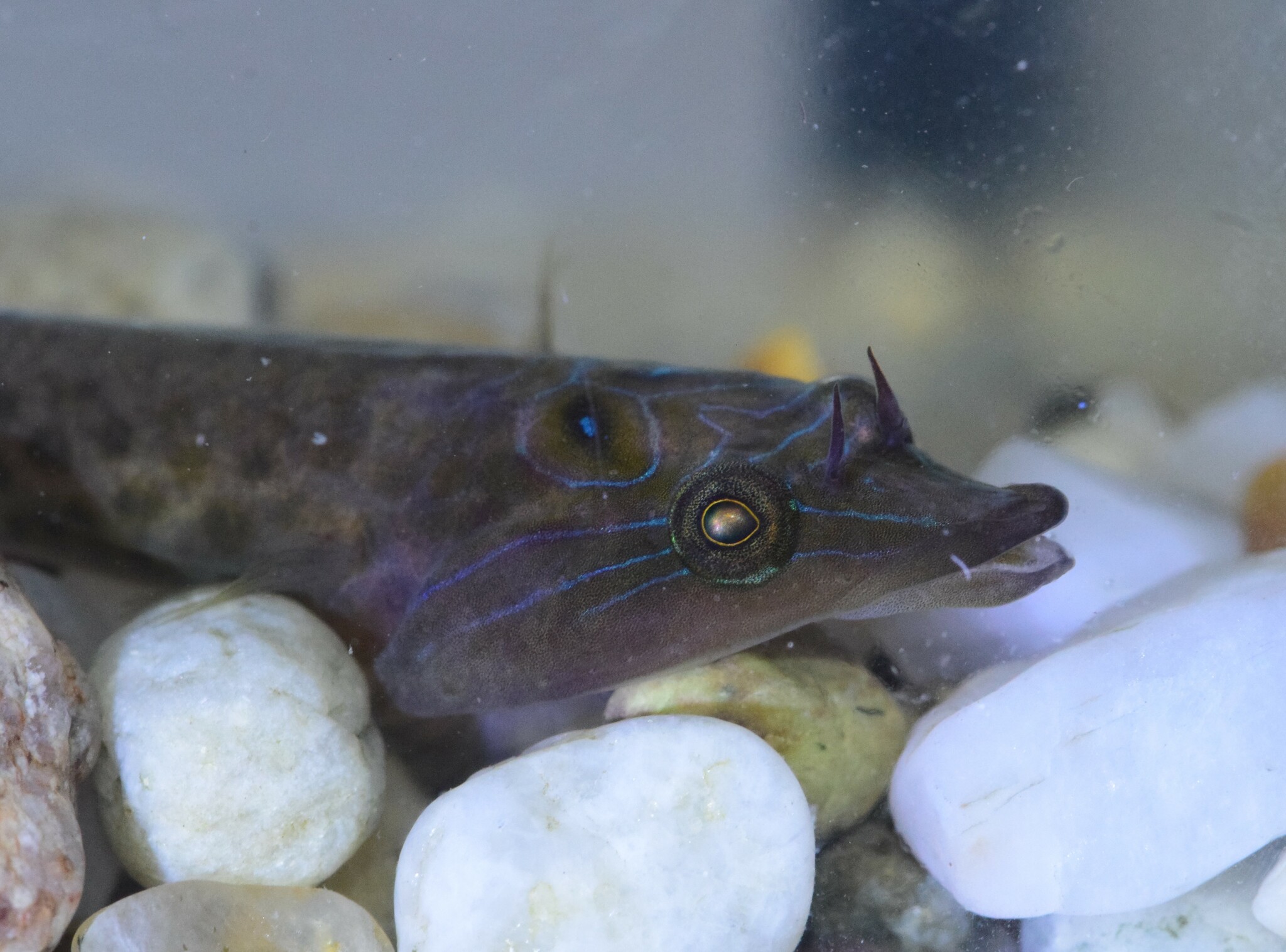 Lepadogaster lepadogaster (Bonnaterre, 1788)