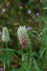 Trifolium vesiculosum