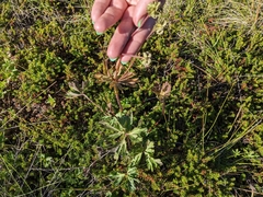 Anemonastrum sibiricum
