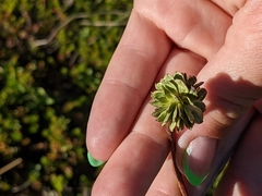 Anemonastrum sibiricum