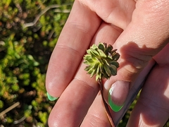 Anemonastrum sibiricum