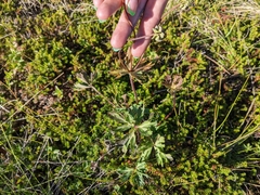 Anemonastrum sibiricum