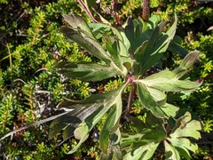Anemonastrum sibiricum