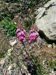 Pedicularis attollens